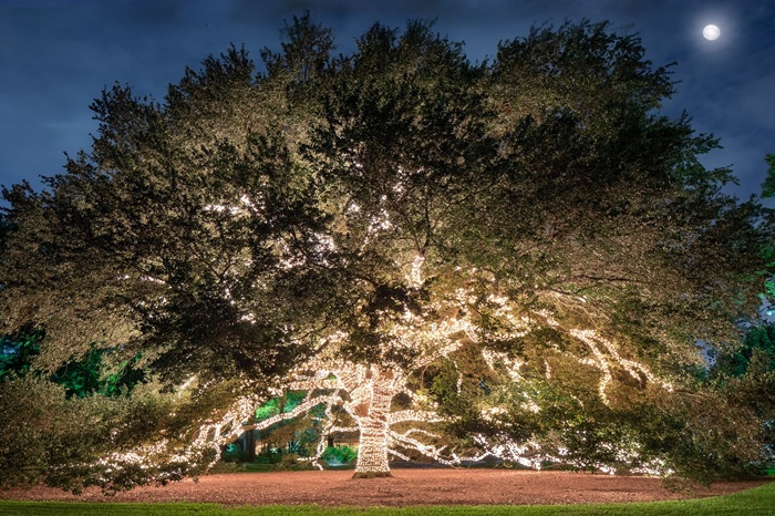 0. The Houstonian Texas Live Oak Tree