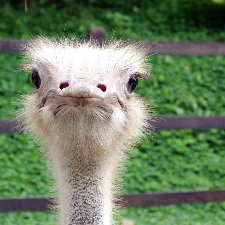 Free Visits to the Houston Zoo in 2026!